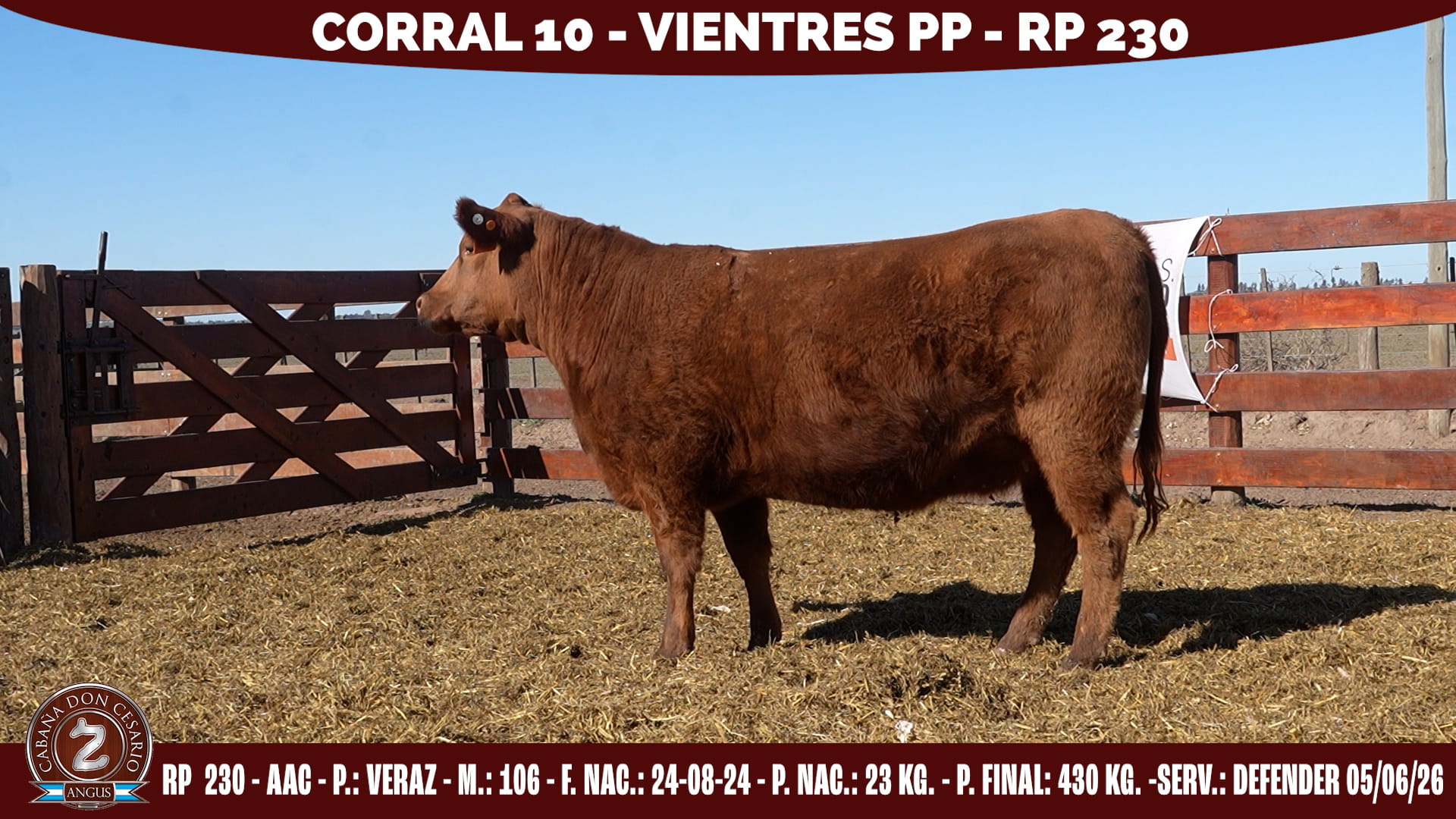 Vientre PP · RP 230 · Veraz · 106 · Corral 10