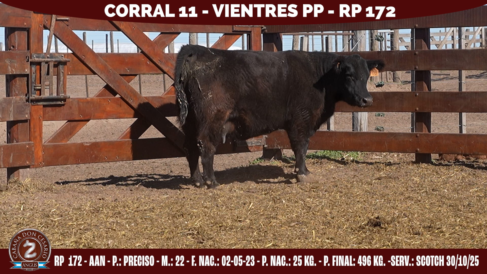 Vientre PP · RP 172 · Preciso · 22 · Corral 11