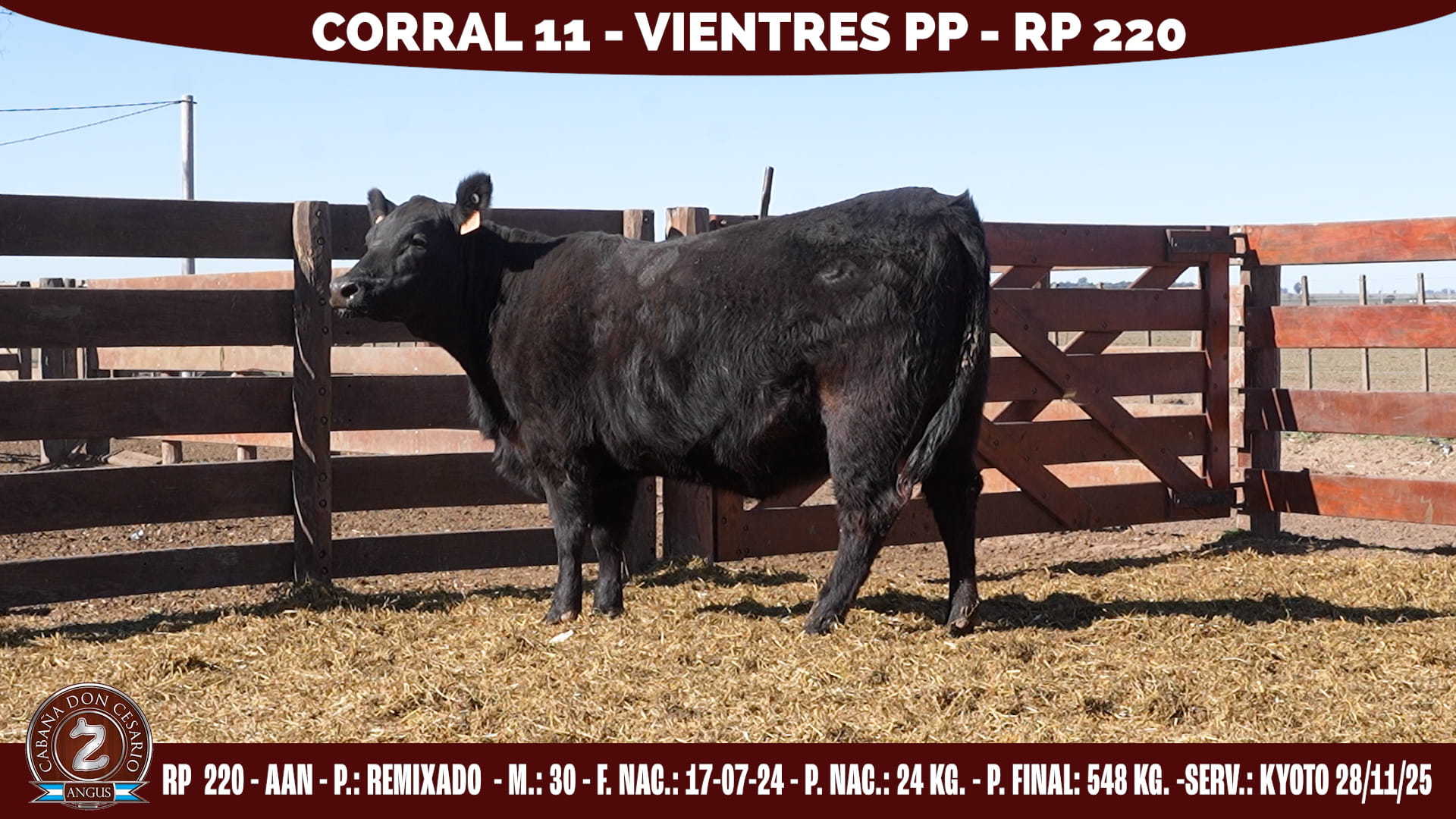 Vientre PP · RP 220 · Remixado · 30 · Corral 11