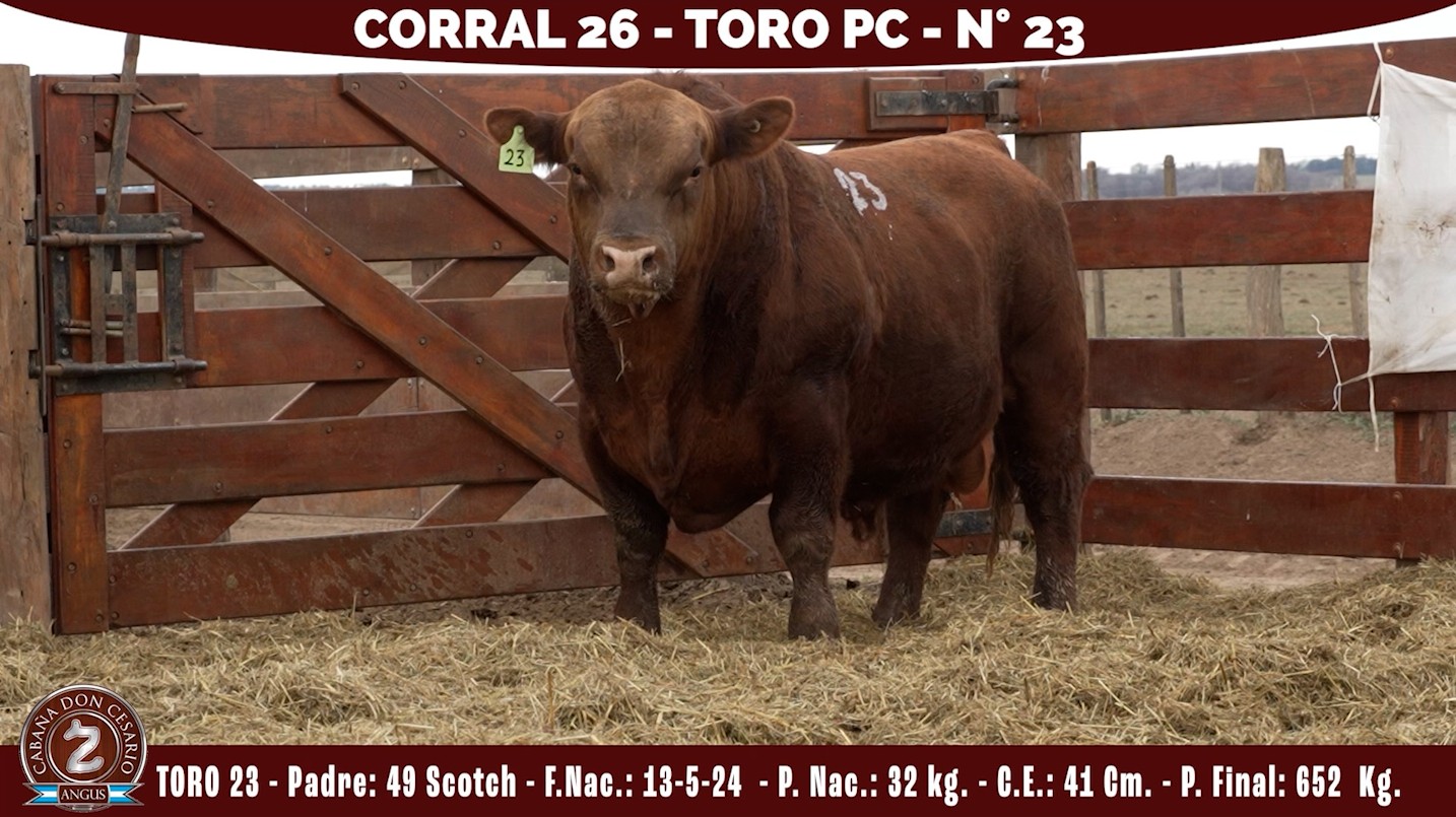 Toro PC · Corral 26 · N° 23 · 49 Scotch