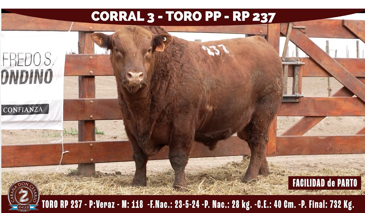 Toro PP · RP 237 · Veraz · 118 · Corral 3