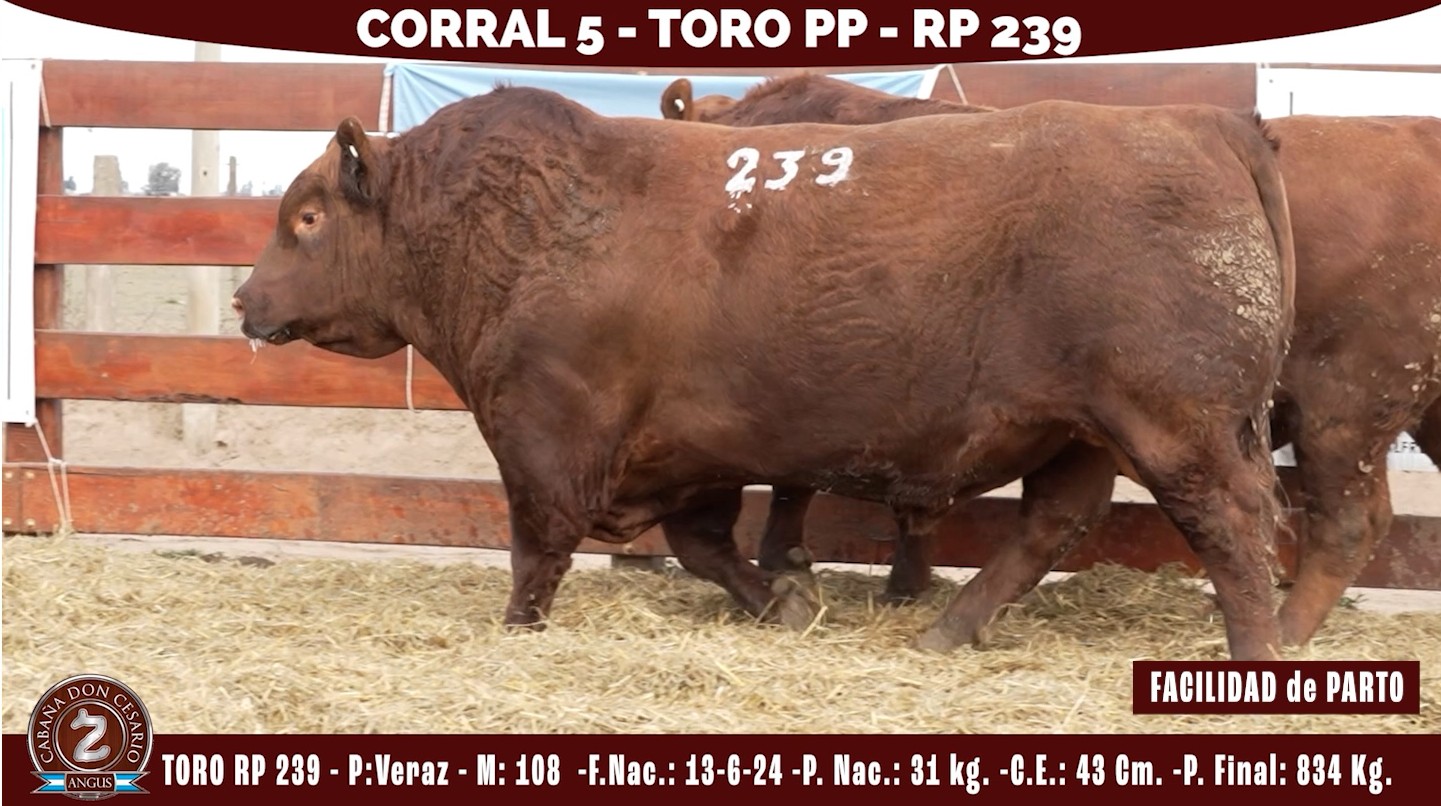Toro PP · RP 239 · Veraz · 108 · Corral 5