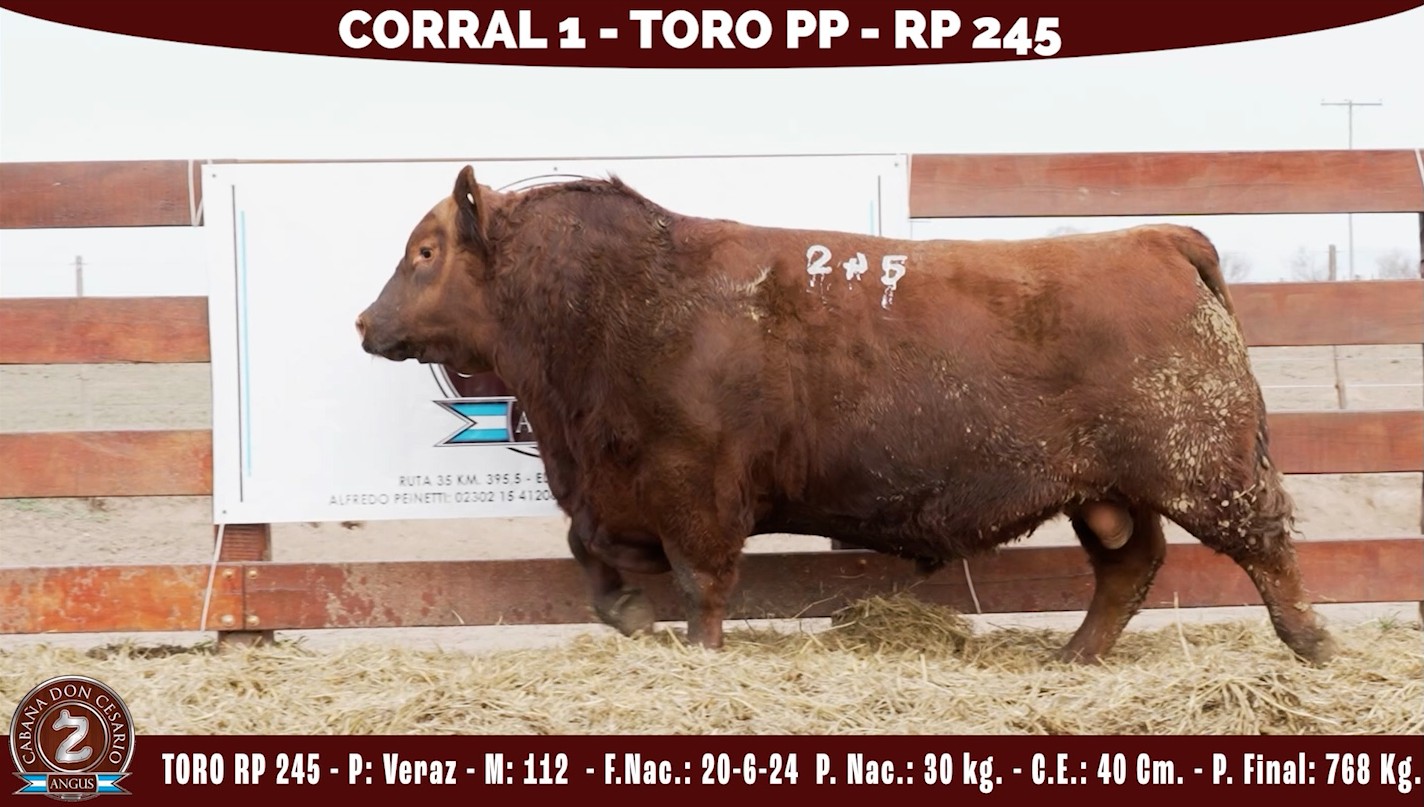 Toro PP · RP 245 · Veraz · 112 · Corral 1