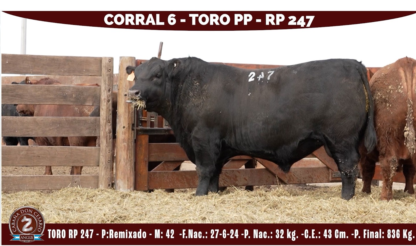 Toro PP · RP 247 · Remixado · 42 · Corral 6