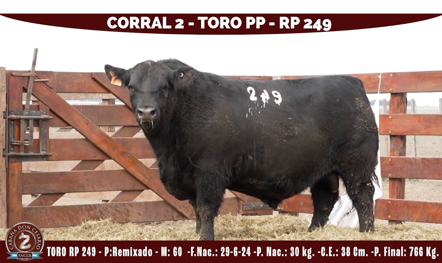 Toro PP · RP 249 · Remixado · 60 · Corral 2