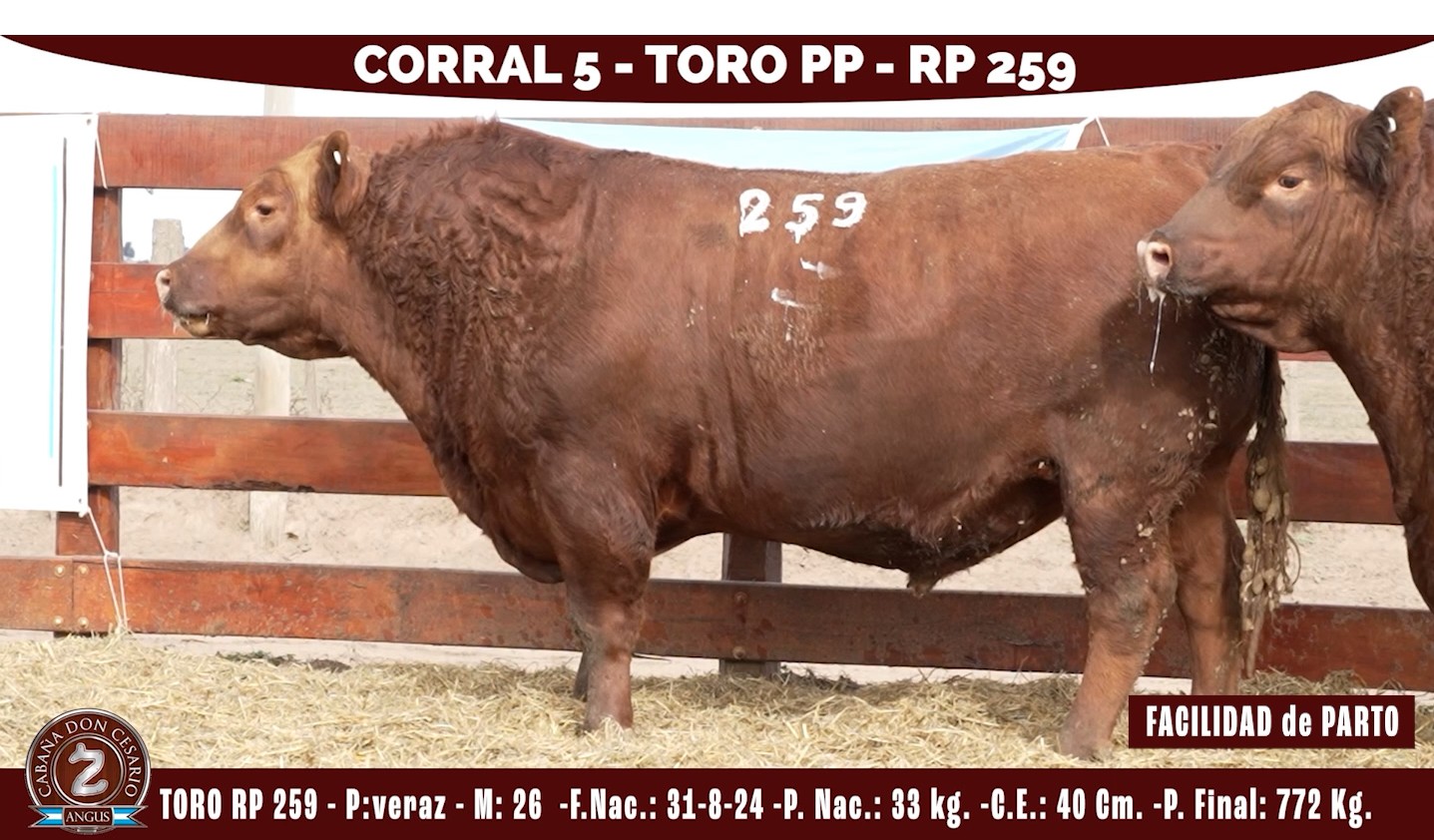 Toro PP · RP 259 · Veraz · 26 · Corral 5