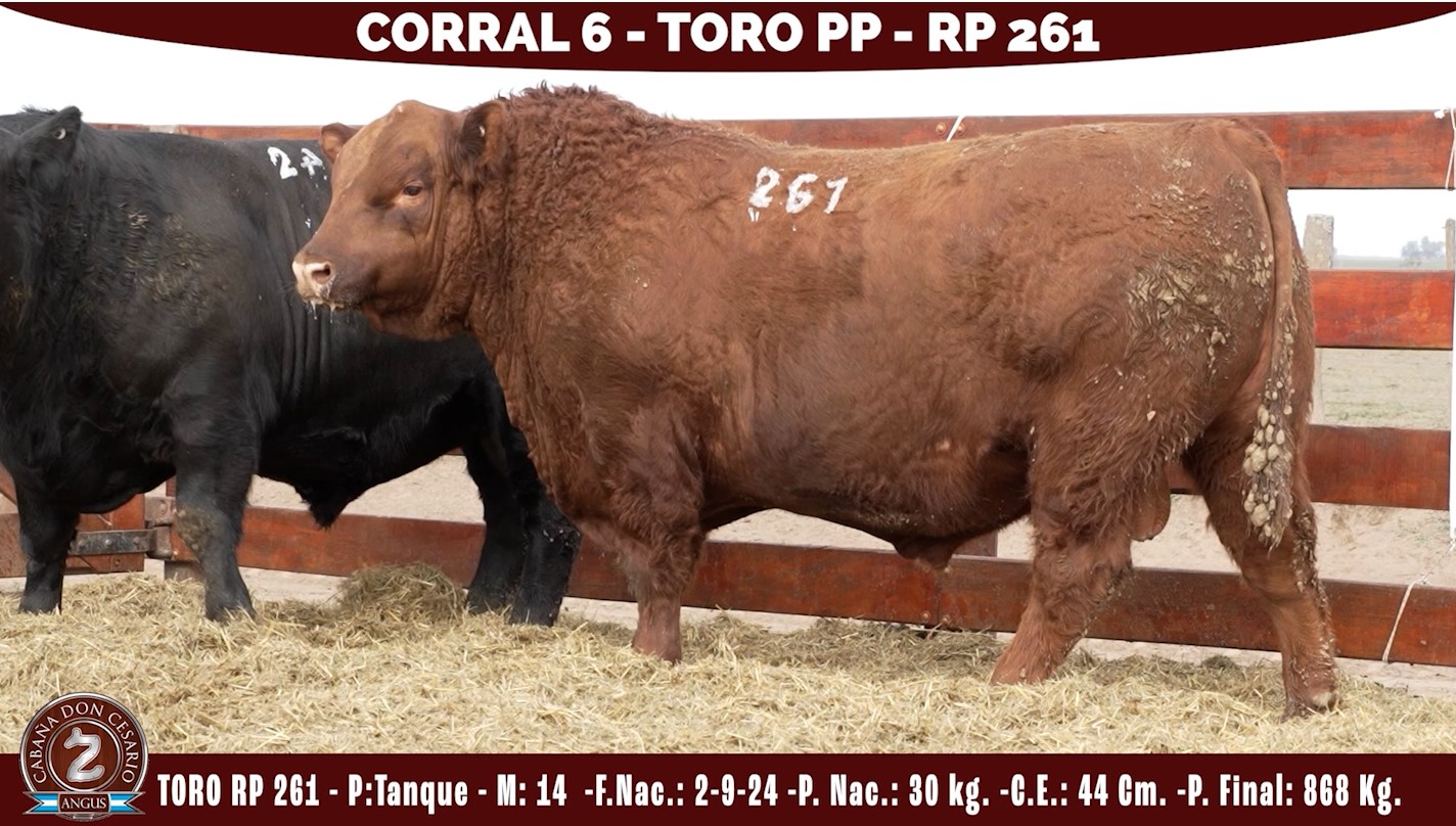 Toro PP · RP 261 · Tanque · 14 · Corral 6