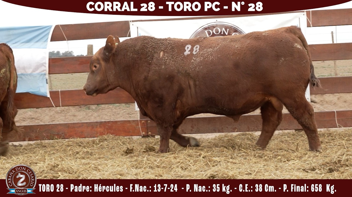 Toro PC · Corral 28 · N° 28 · Hércules