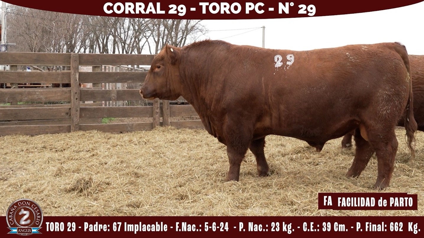 Toro PC · Corral 29 · N° 29 · 49-67