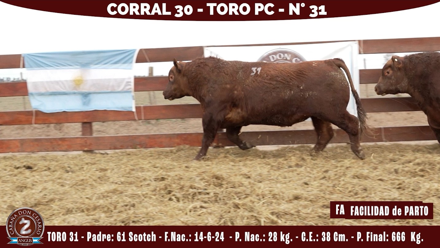 Toro PC · Corral 30 · N° 31 · Scotch