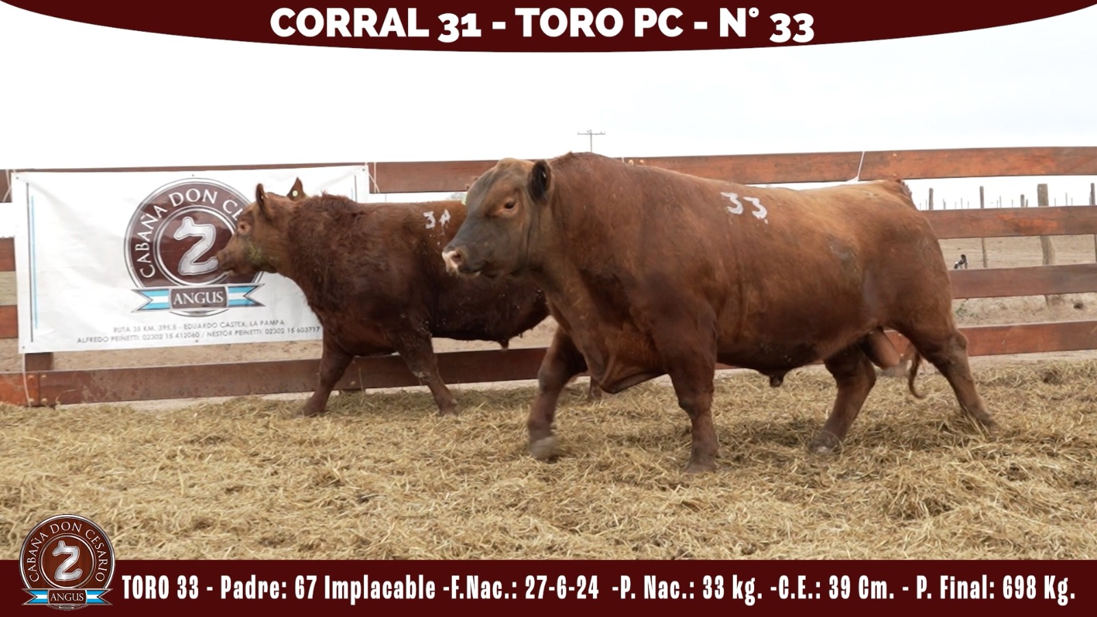 Toro PC · Corral 31 · N° 33 · Implacable