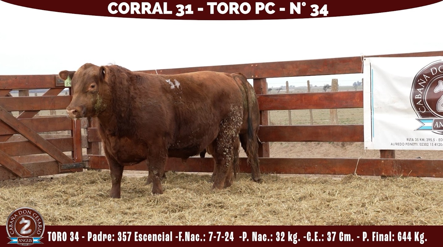 Toro PC · Corral 31 · N° 34 · 357 (Esencial)