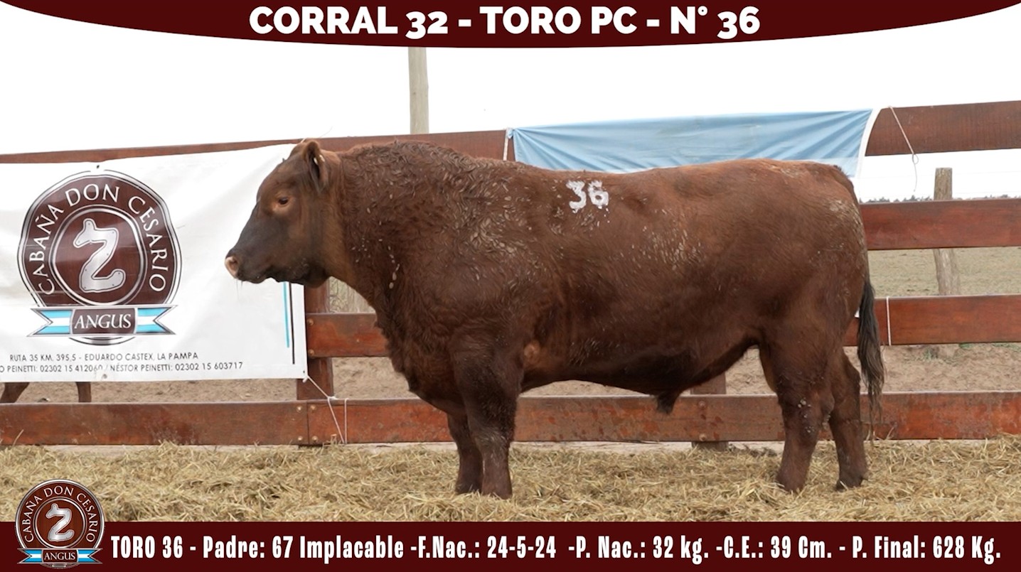 Toro PC · Corral 32 · N° 36 · Implacable