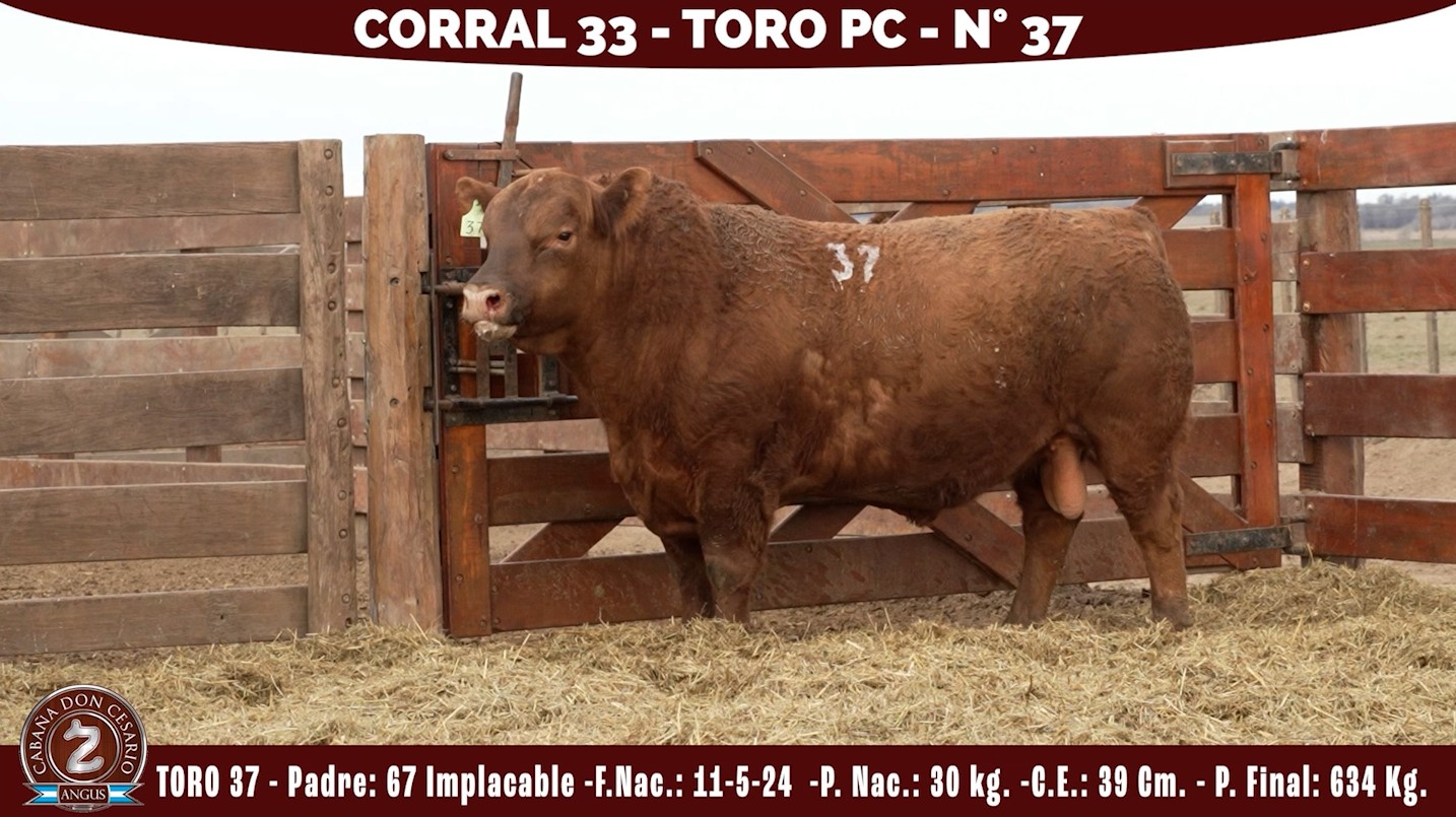 Toro PC · Corral 33 · N° 37 · Implacable