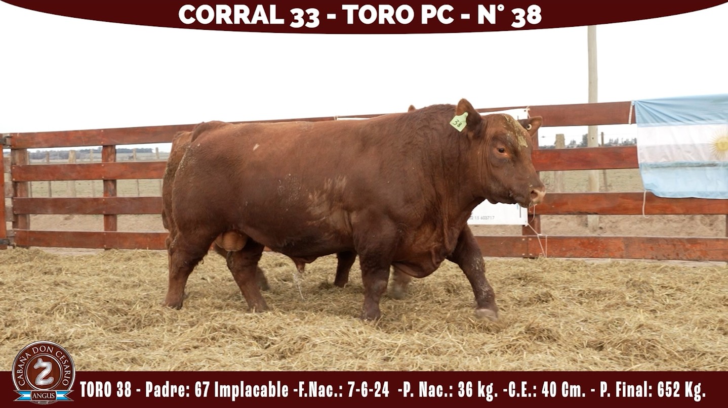 Toro PC · Corral 33 · N° 38 · Implacable