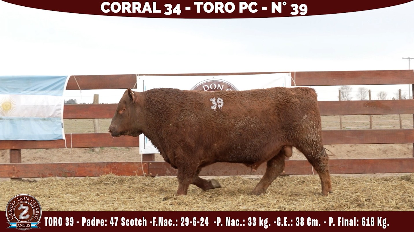 Toro PC · Corral 34 · N° 39 · Scotch