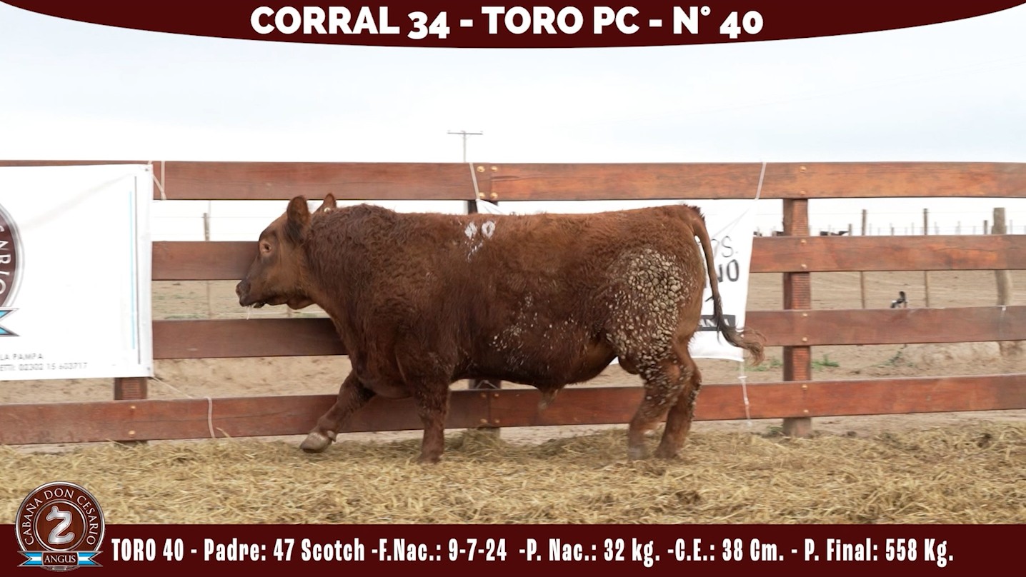 Toro PC · Corral 34 · N° 40 · Scotch