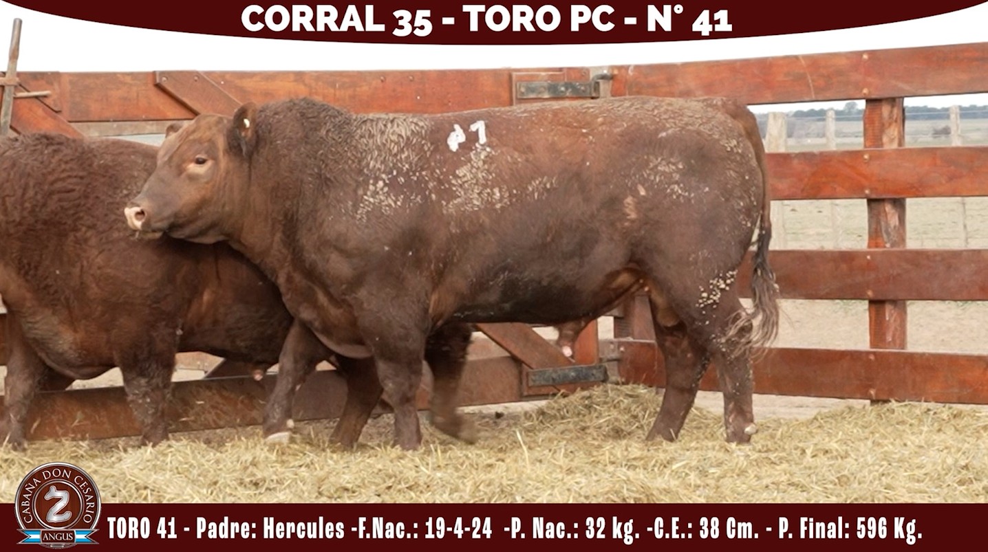 Toro PC · Corral 35 · N° 41 · Hércules