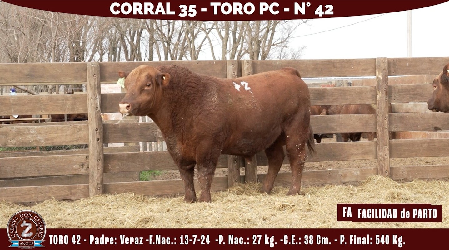Toro PC · Corral 35 · N° 42 · Veraz