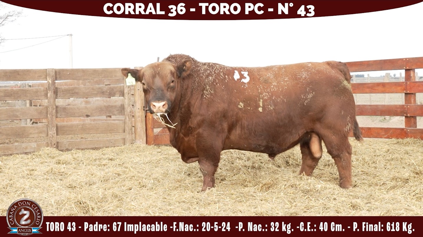 Toro PC · Corral 36 · N° 43 · Implacable