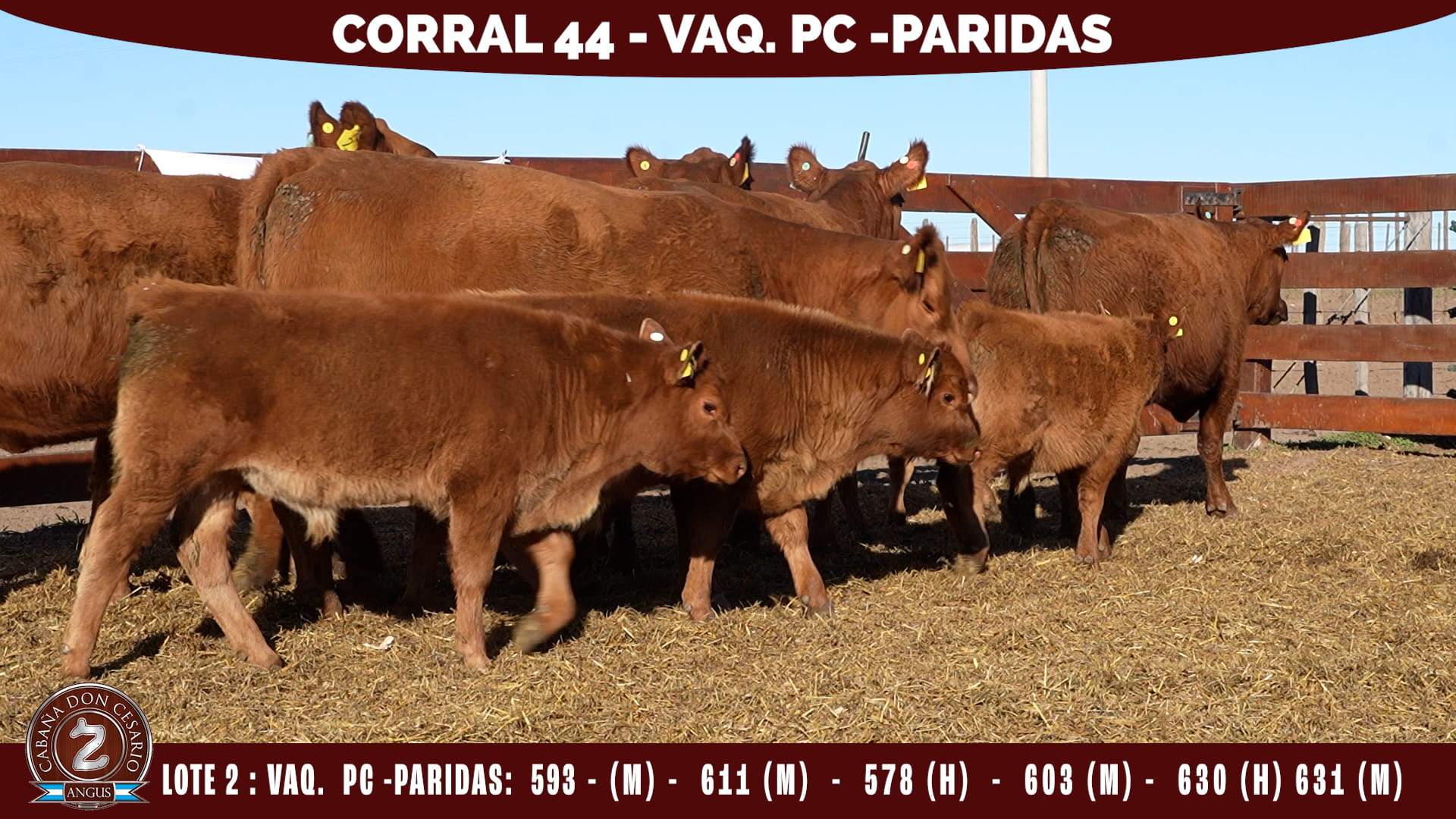 Vaquillonas PC Paridas · Corral 44 · Lote 2