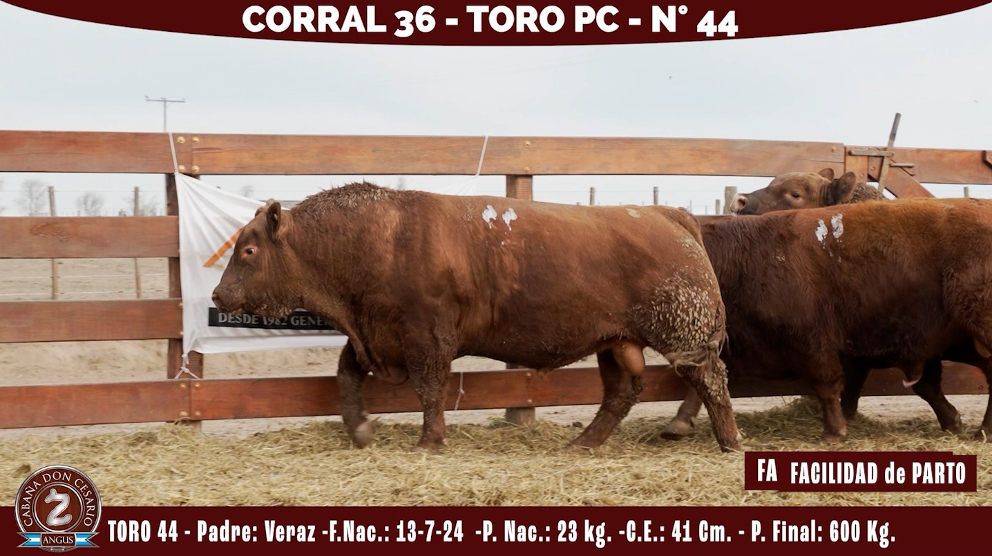 Toro PC · Corral 36 · N° 44 · Veraz