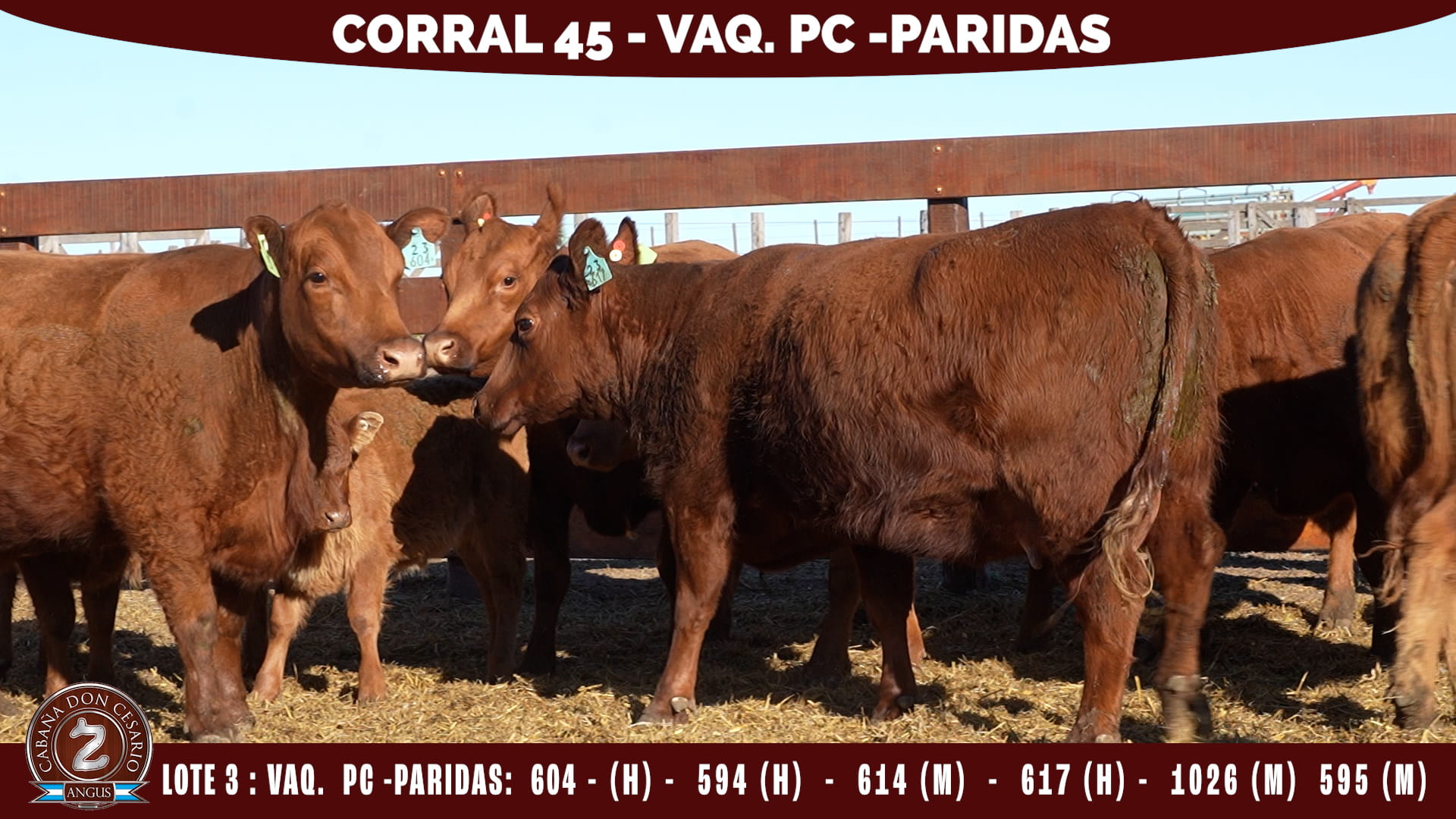Vaquillonas PC Paridas · Corral 45 · Lote 3