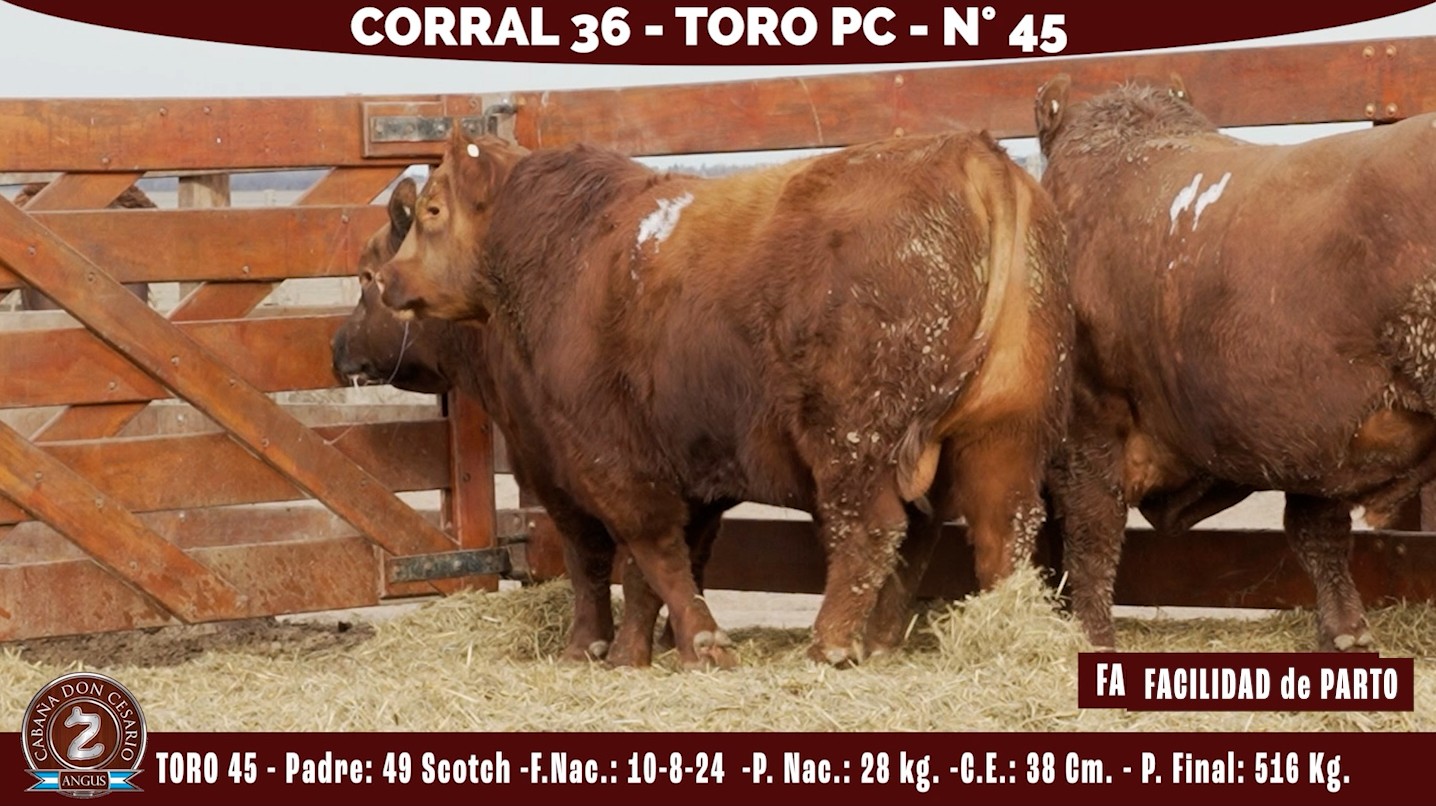 Toro PC · Corral 36 · N° 45 · Scotch