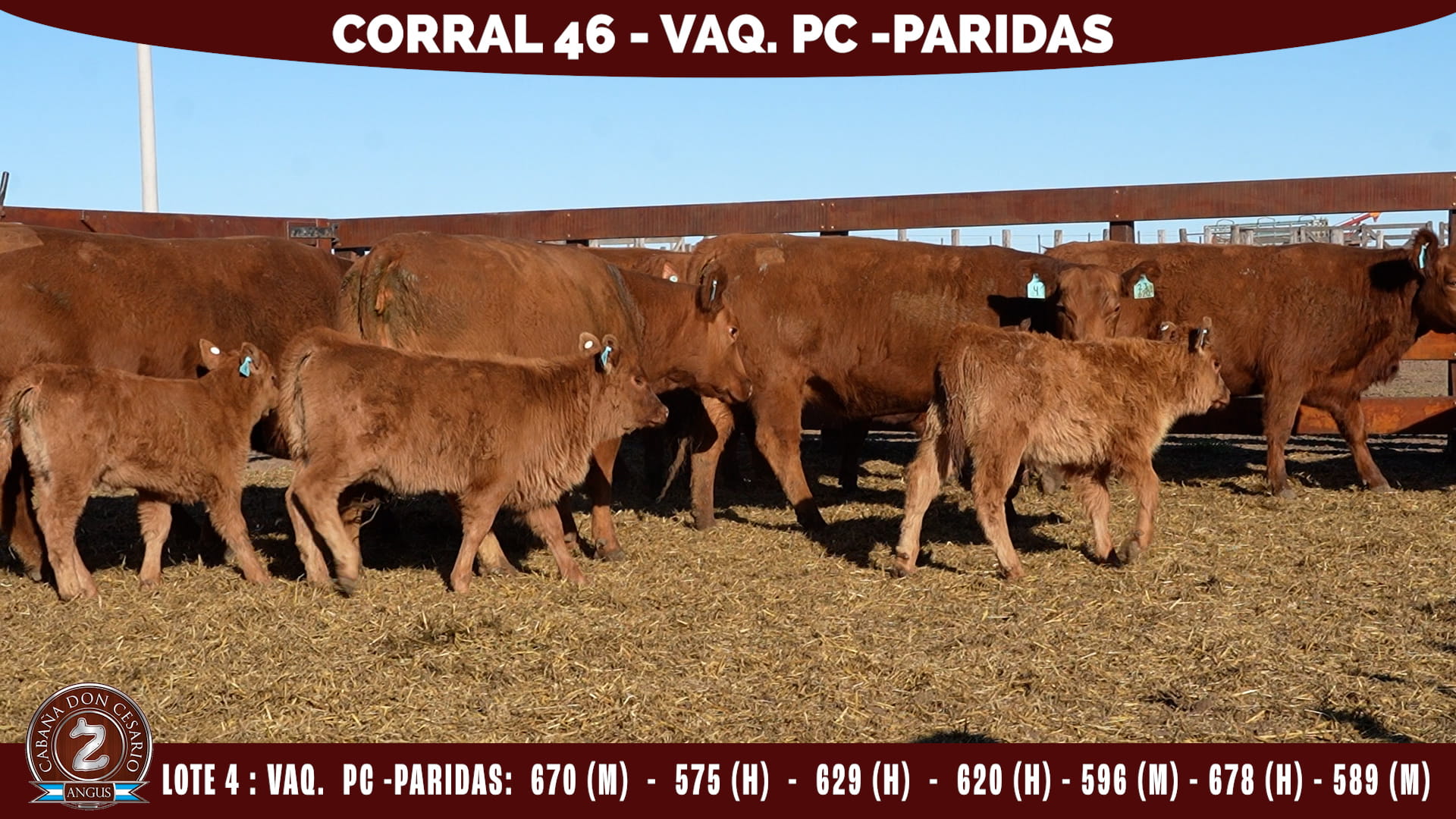 Vaquillonas PC Paridas · Corral 46 · Lote 4