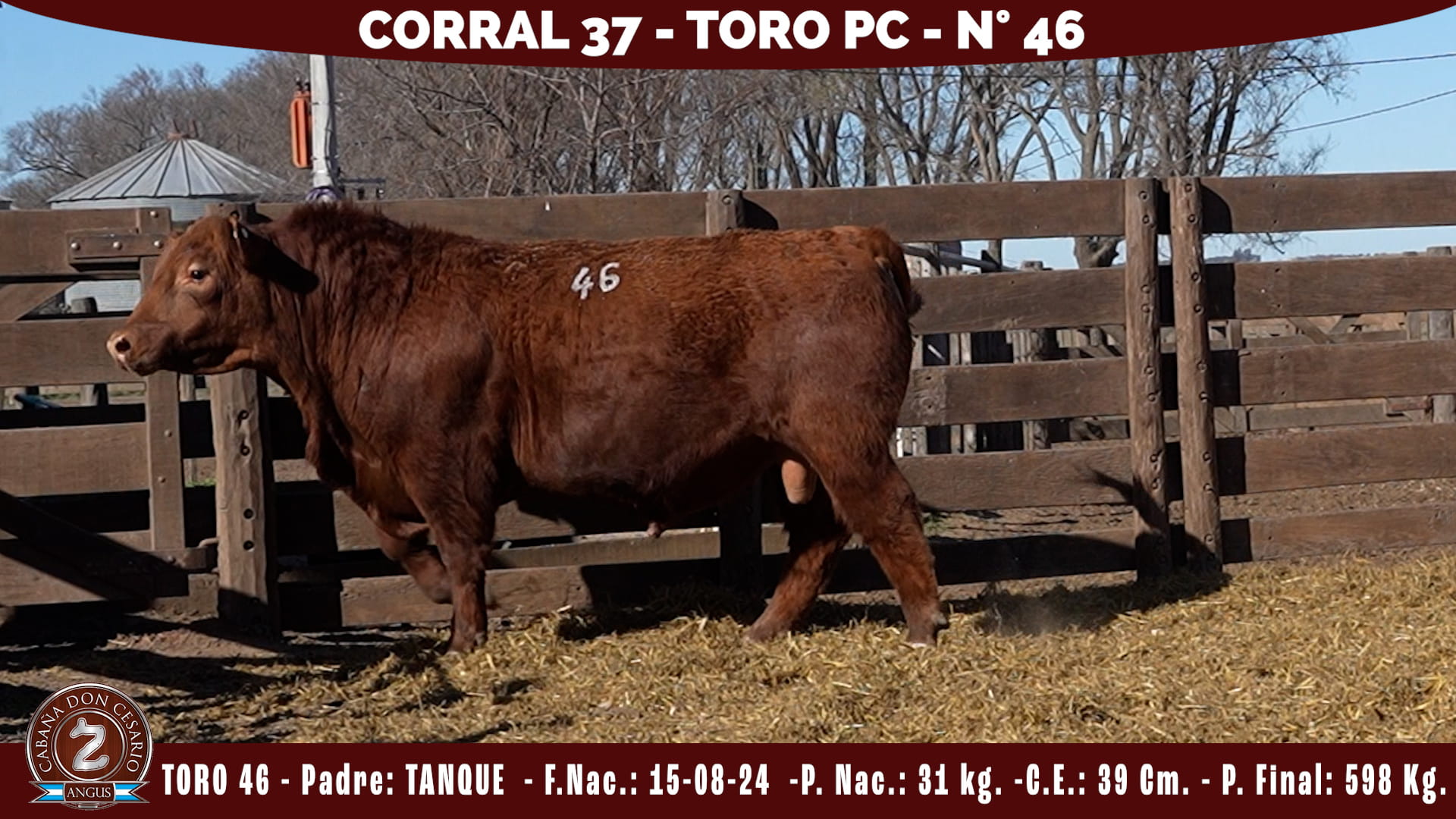 Toro PC · Corral 37 · N° 46