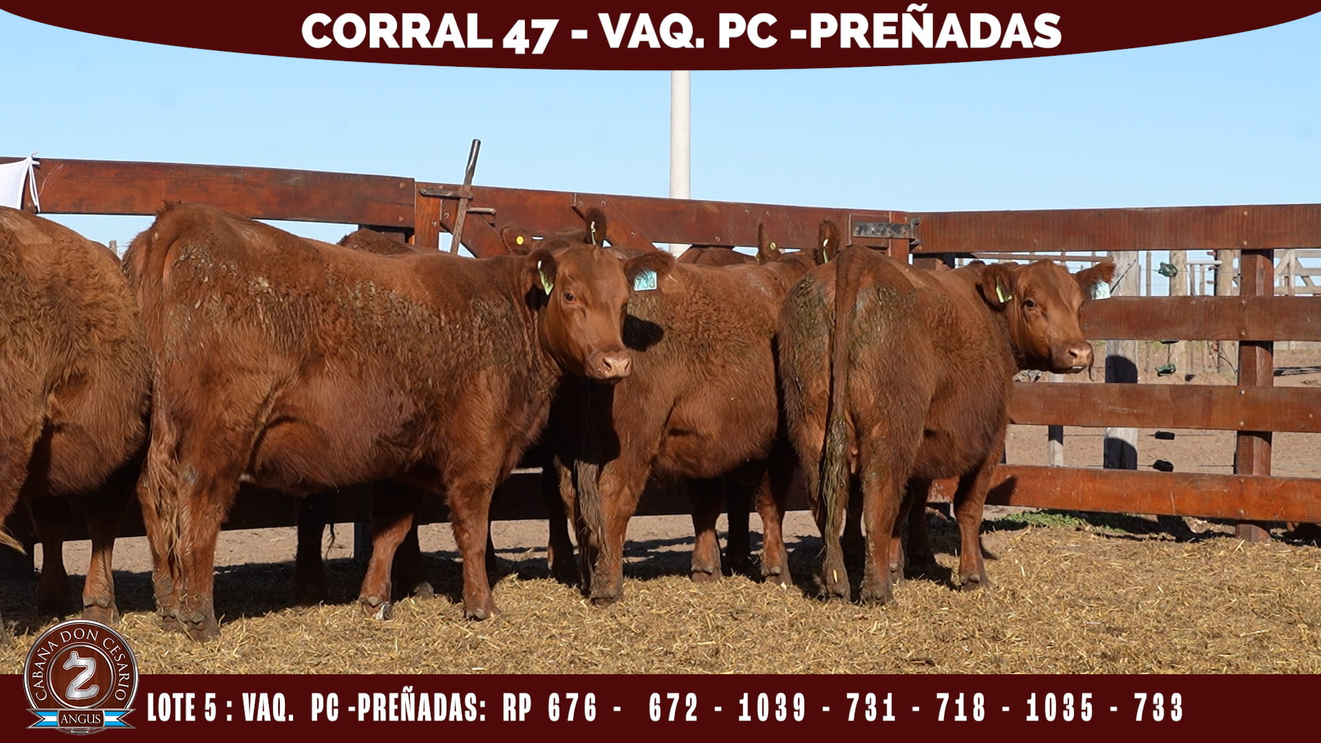 Vaquillonas PC Preñadas · Corral 47 · Lote 5