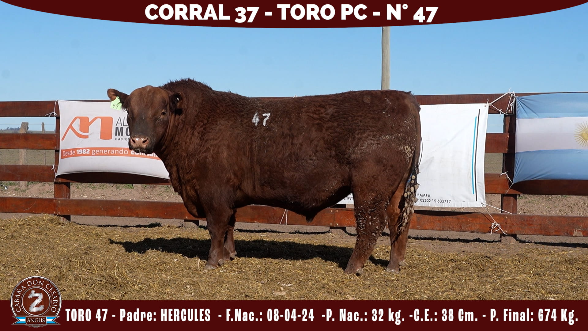 Toro PC · Corral 37 · N° 47