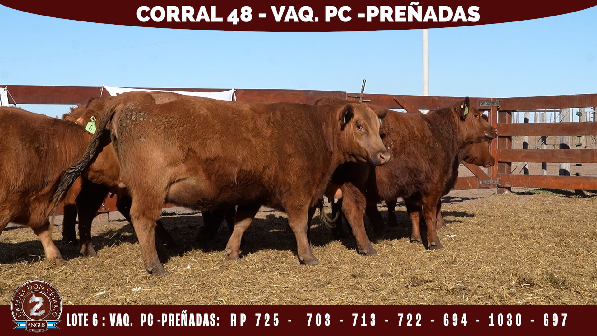 Vaquillonas PC Preñadas · Corral 48 · Lote 6