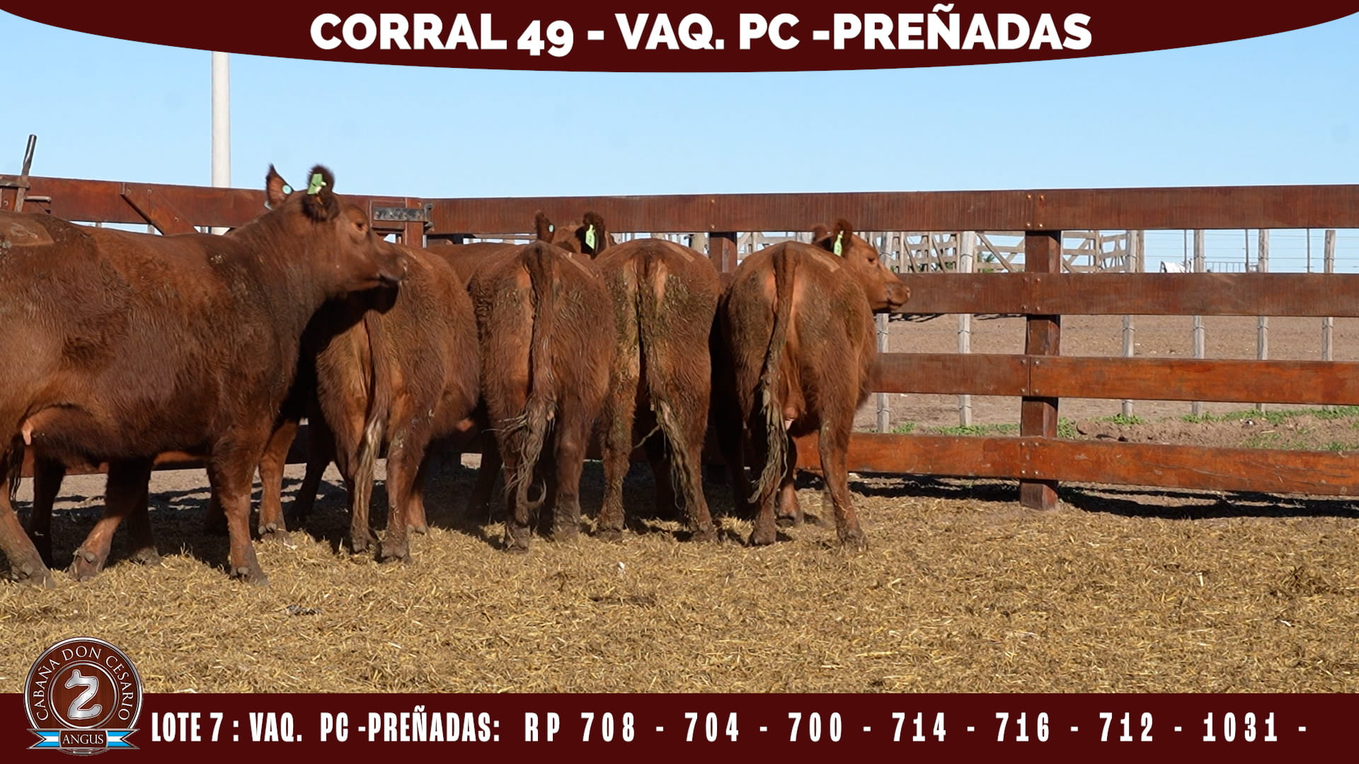 Vaquillonas PC Preñadas · Corral 49 · Lote 7
