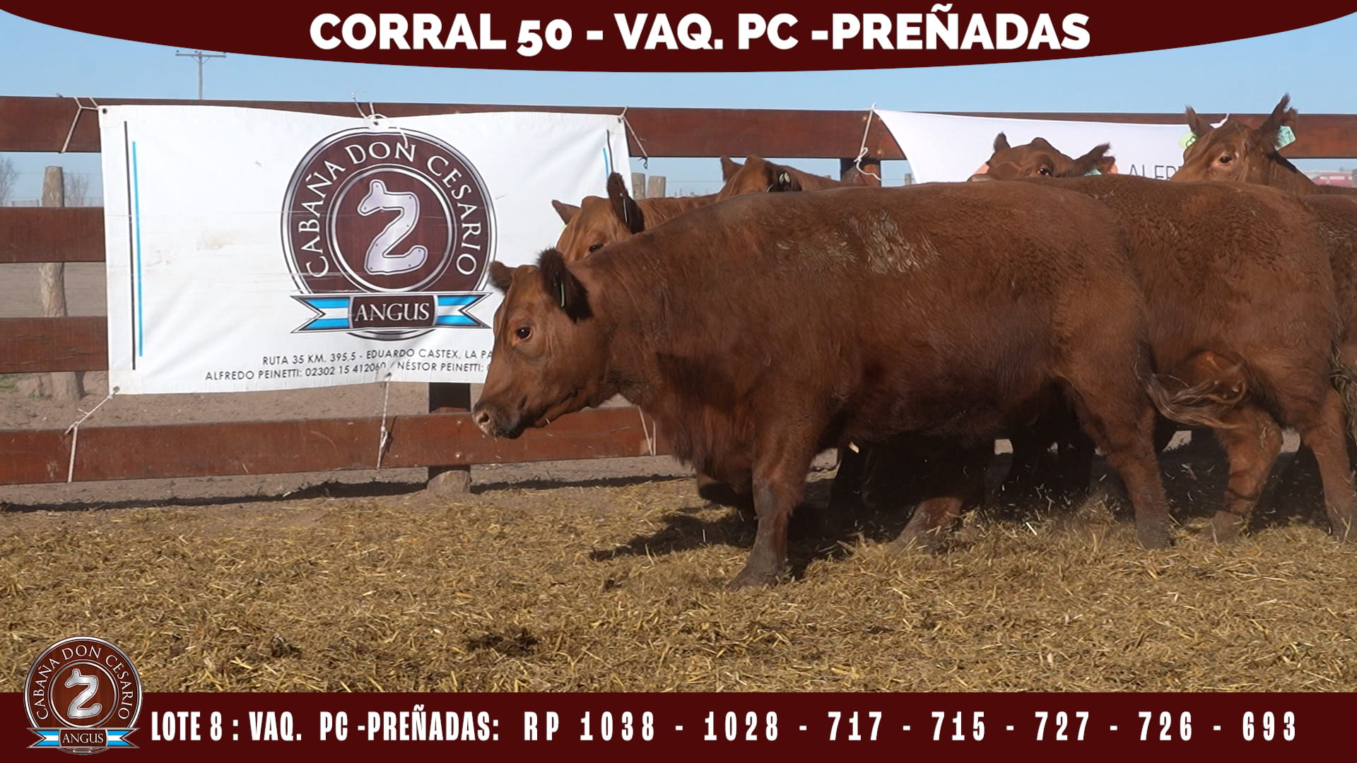 Vaquillonas PC Preñadas · Corral 50 · Lote 8
