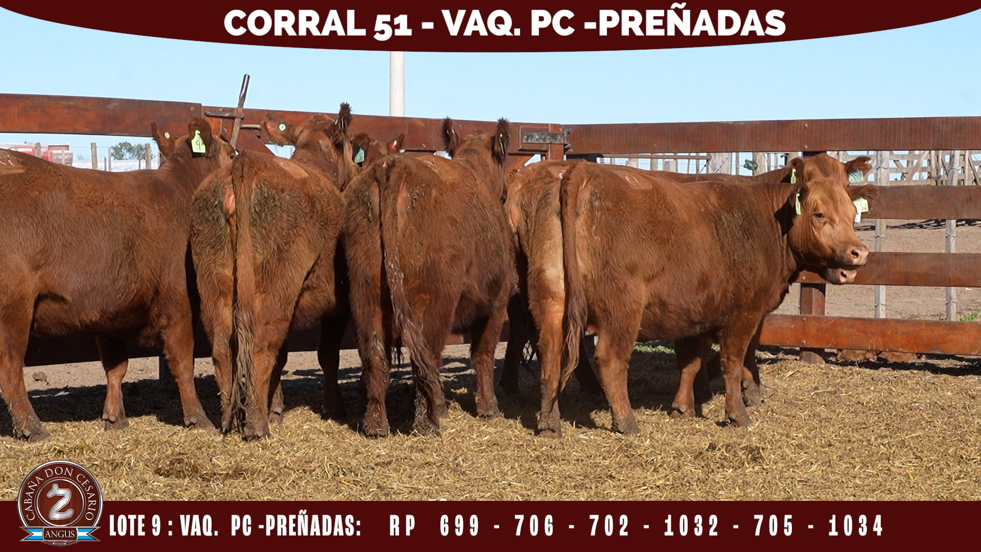 Vaquillonas PC Preñadas · Corral 51 · Lote 9
