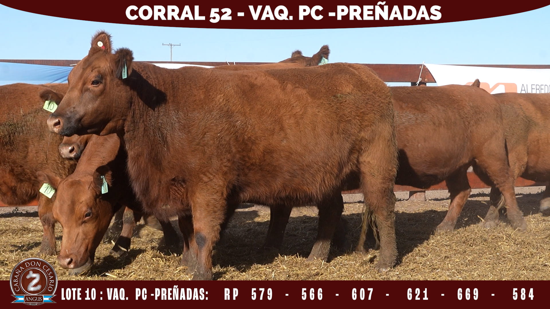 Vaquillonas PC Preñadas · Corral 52 · Lote 10