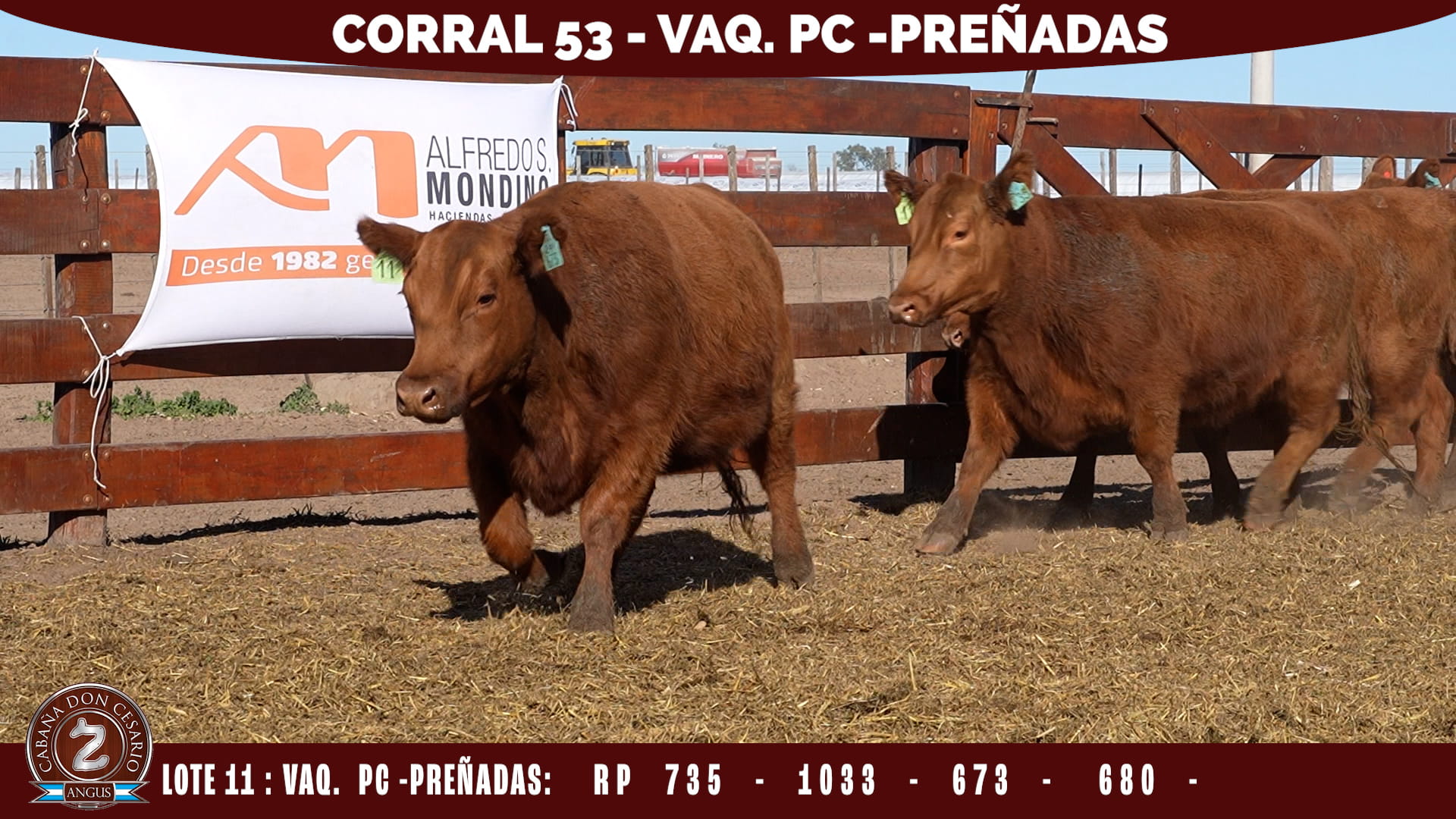 Vaquillonas PC Preñadas · Corral 53 · Lote 11