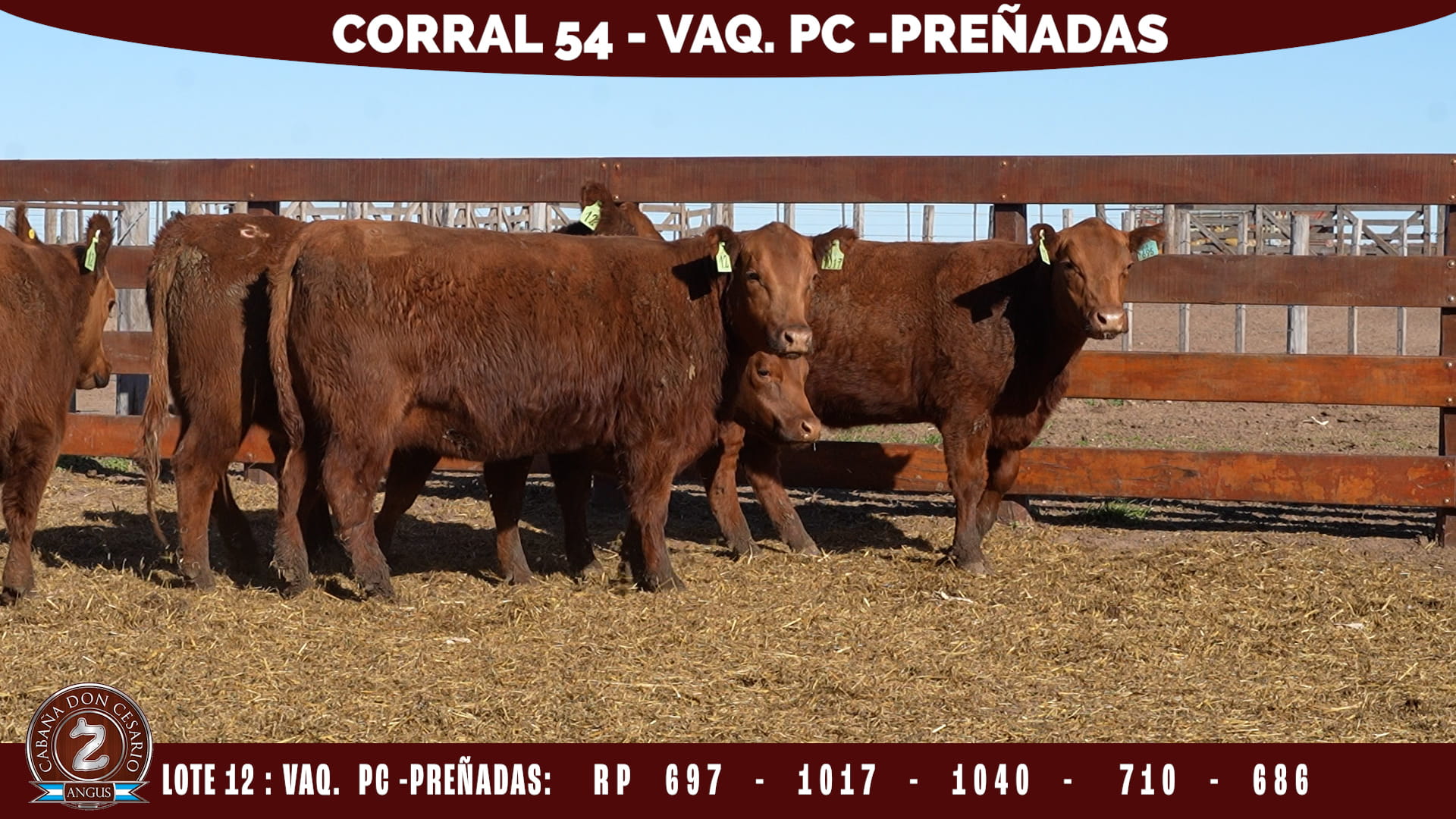 Vaquillonas PC Preñadas · Corral 54 · Lote 12