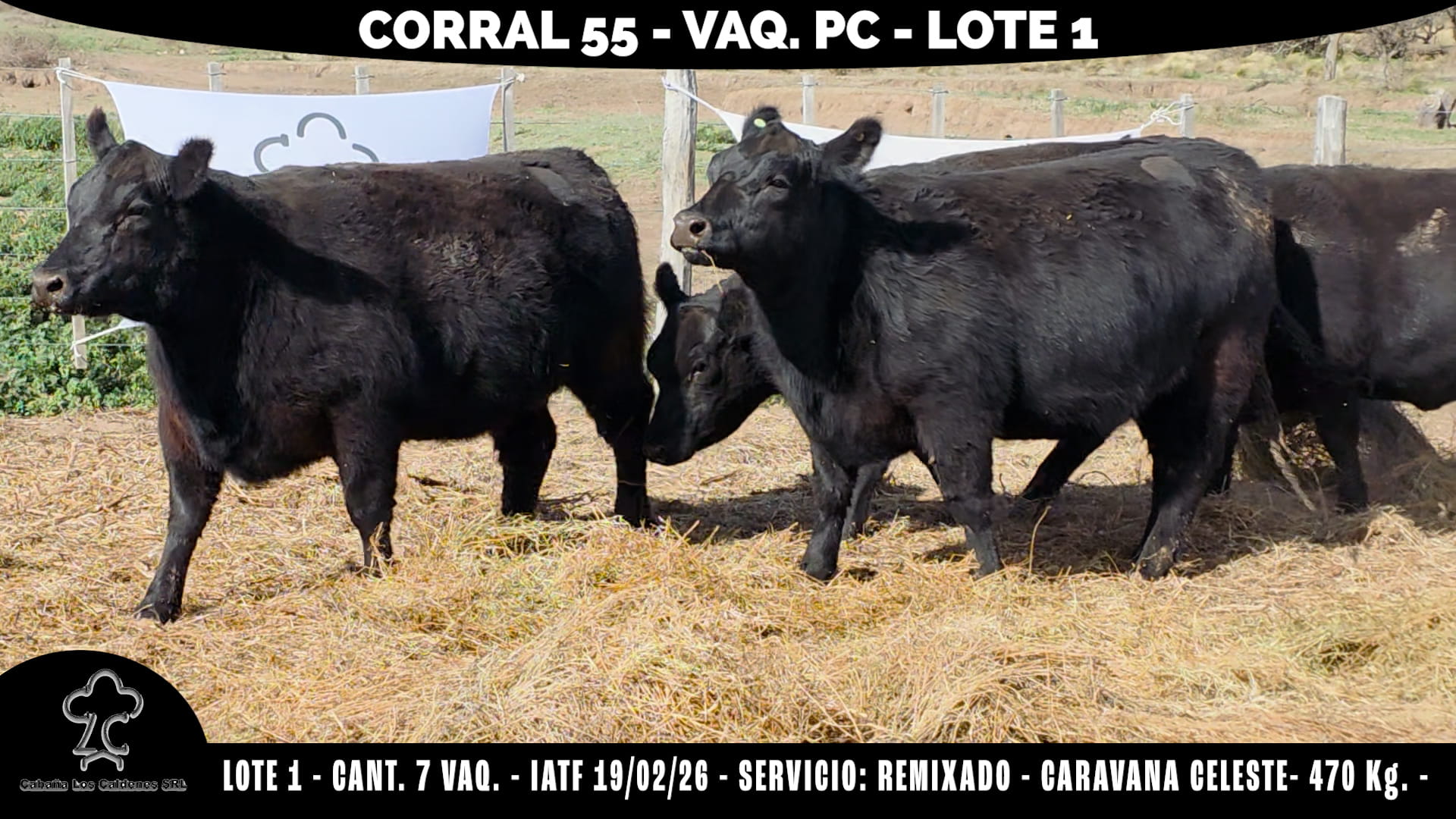 Vaquillonas PC Preñadas · Corral 55 · Cabaña Los Caldenes