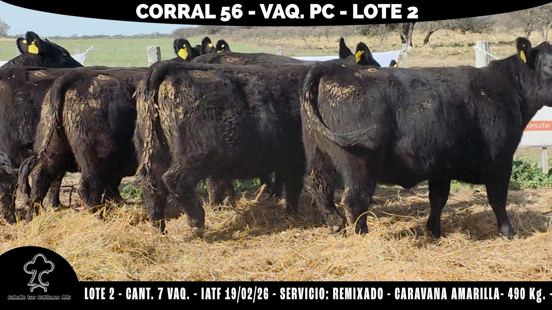 Vaquillonas PC Preñadas · Corral 56 · Cabaña Los Caldenes