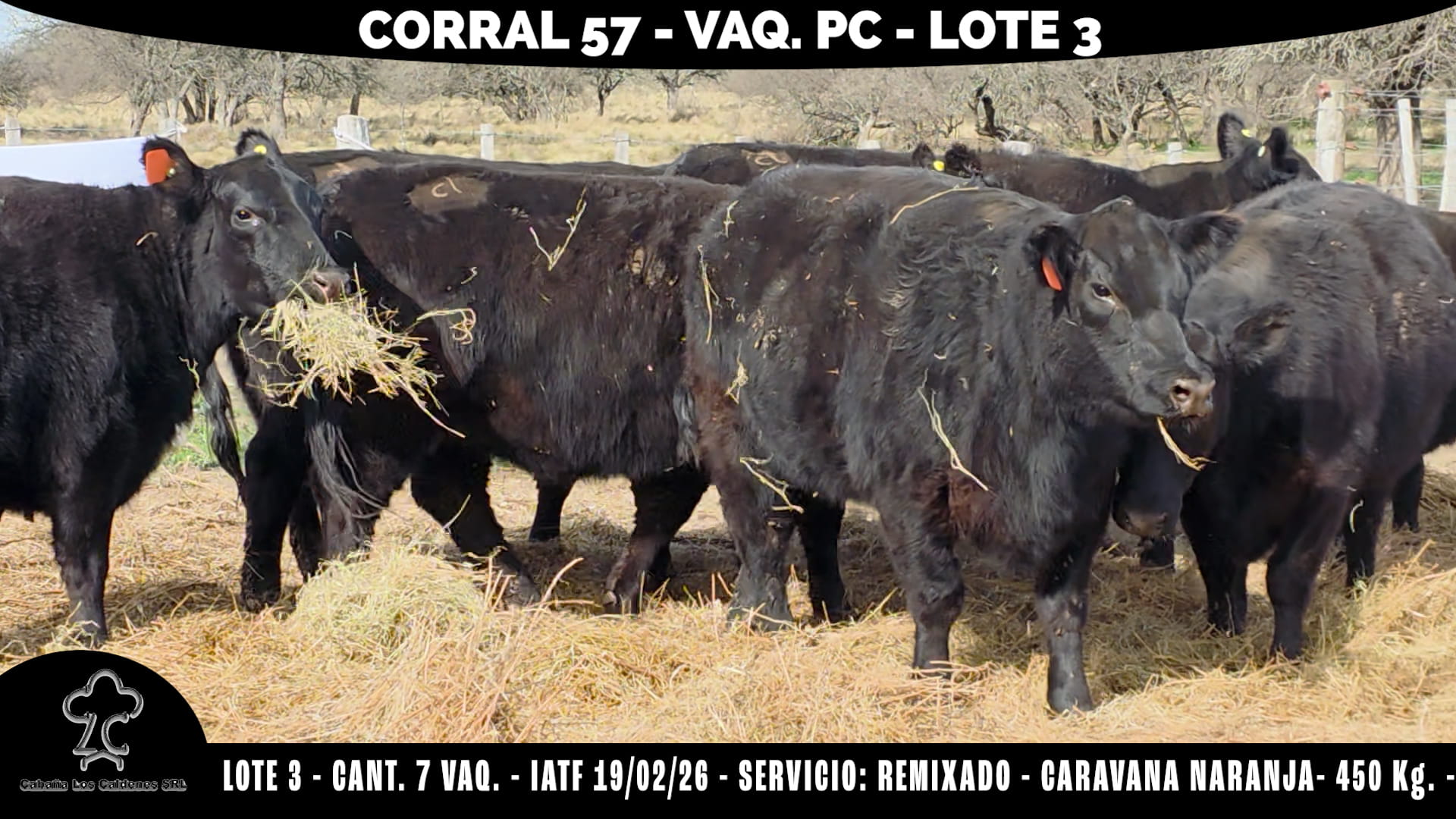 Vaquillonas PC Preñadas · Corral 57 · Cabaña Los Caldenes