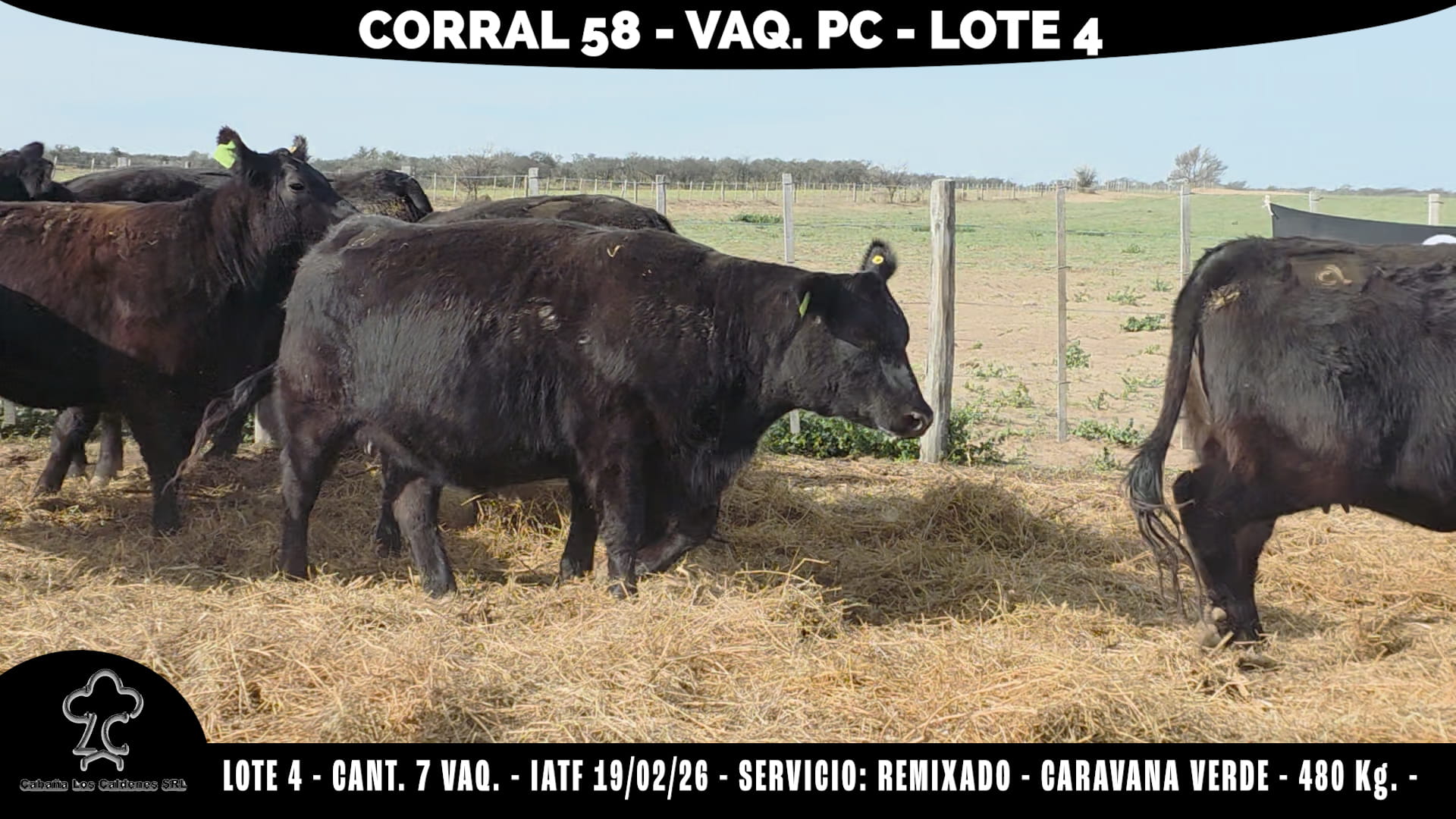 Vaquillonas PC Preñadas · Corral 58 · Cabaña Los Caldenes