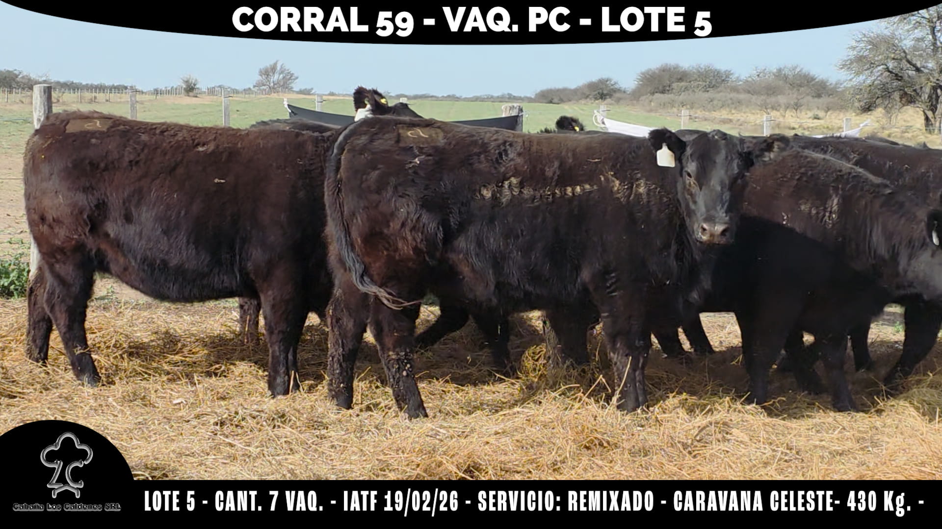 Vaquillonas PC Preñadas · Corral 59 · Cabaña Los Caldenes