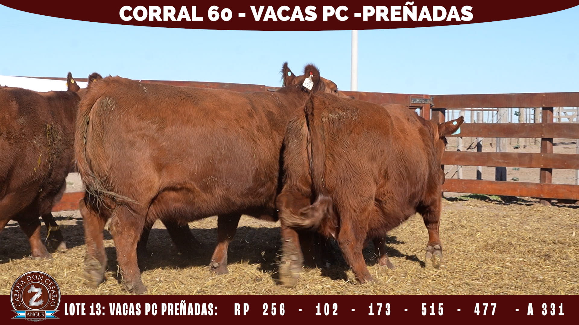 Vacas PC Preñadas · Corral 60 · Lote 13