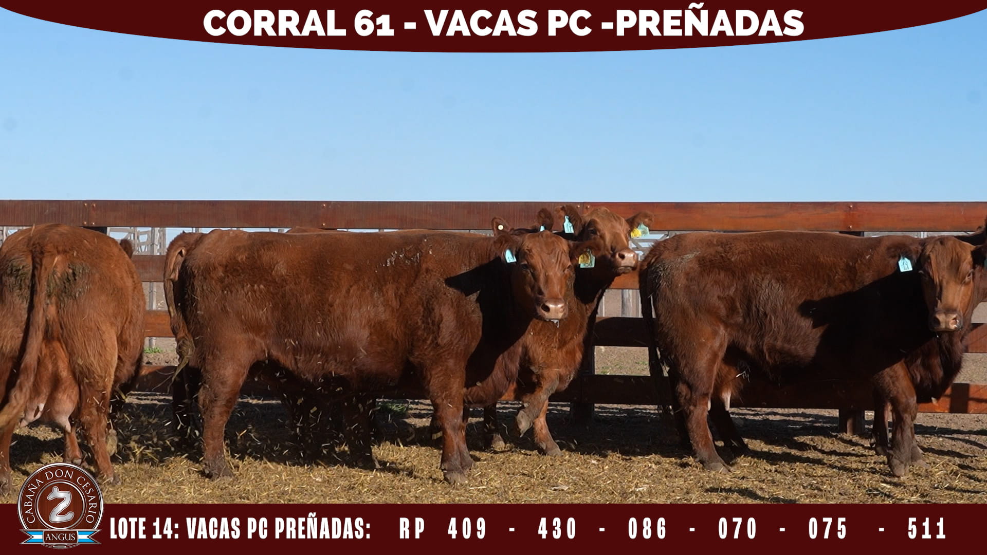 Vacas PC Preñadas · Corral 61 · Lote 14