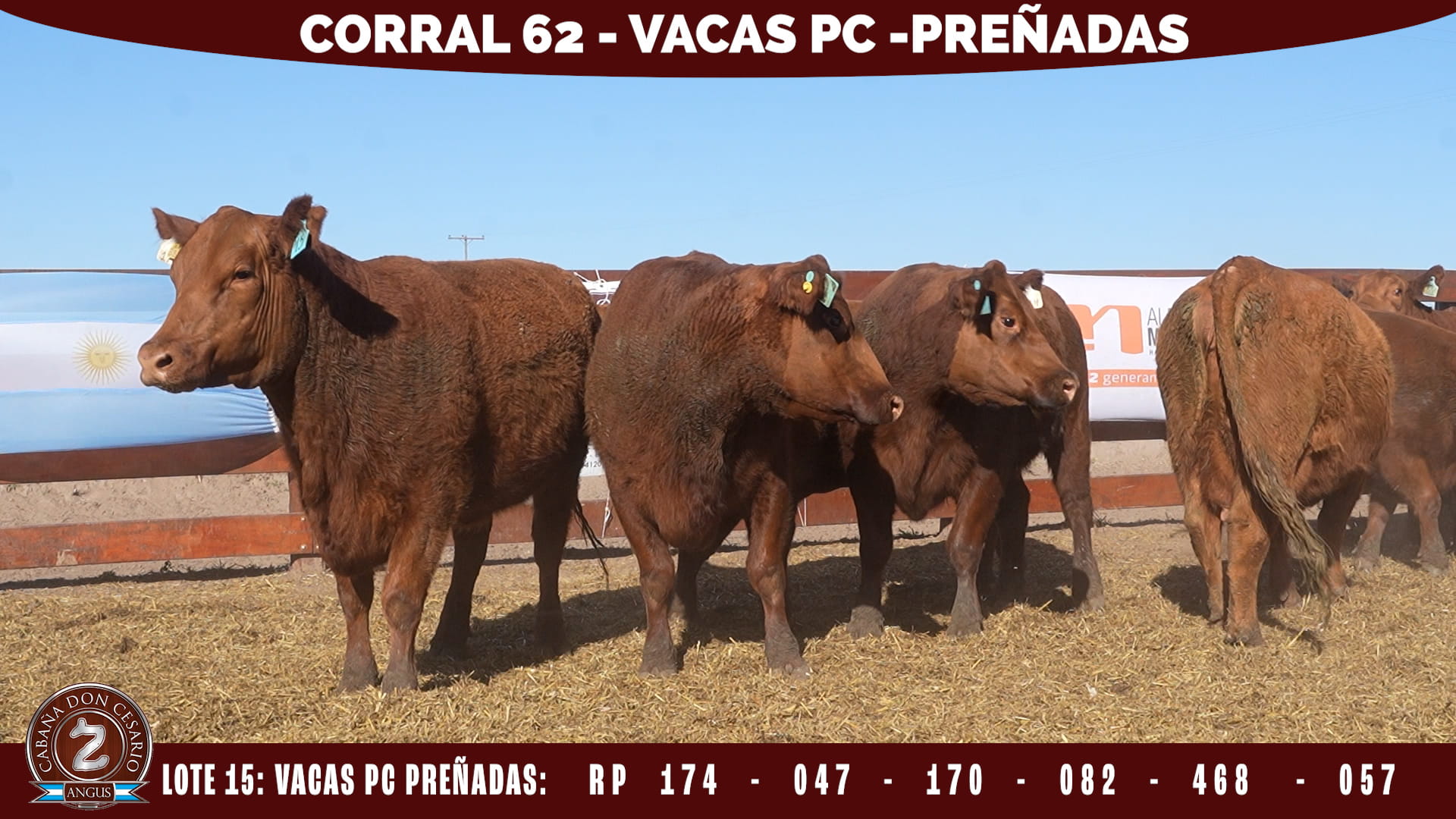 Vacas PC Preñadas · Corral 62 · Lote 15