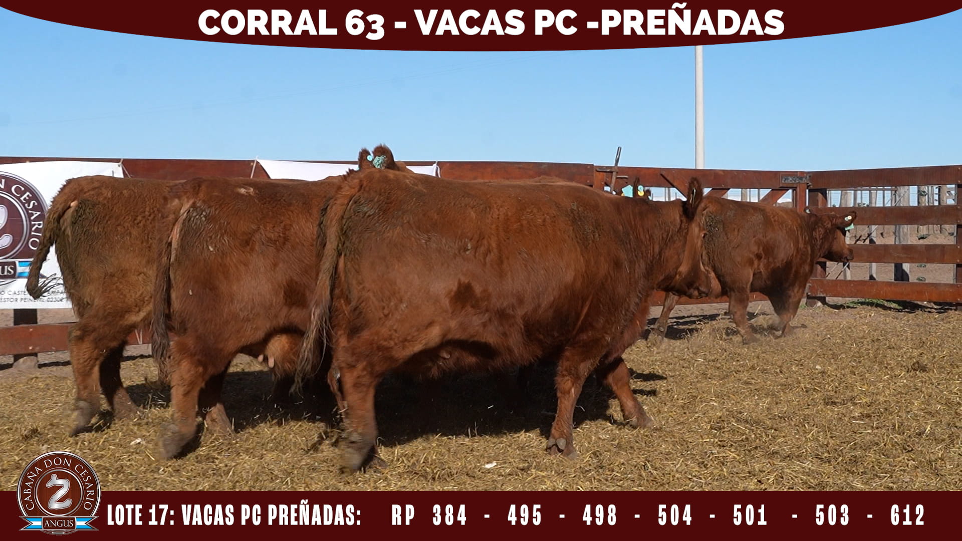 Vacas PC Preñadas · Corral 63 · Lote 17