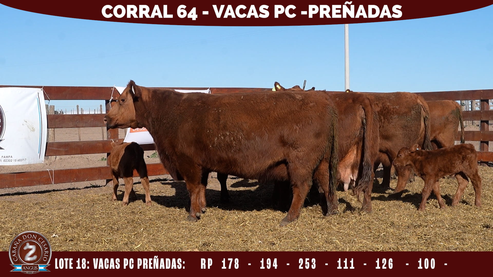 Vacas PC Preñadas · Corral 64 · Lote 18