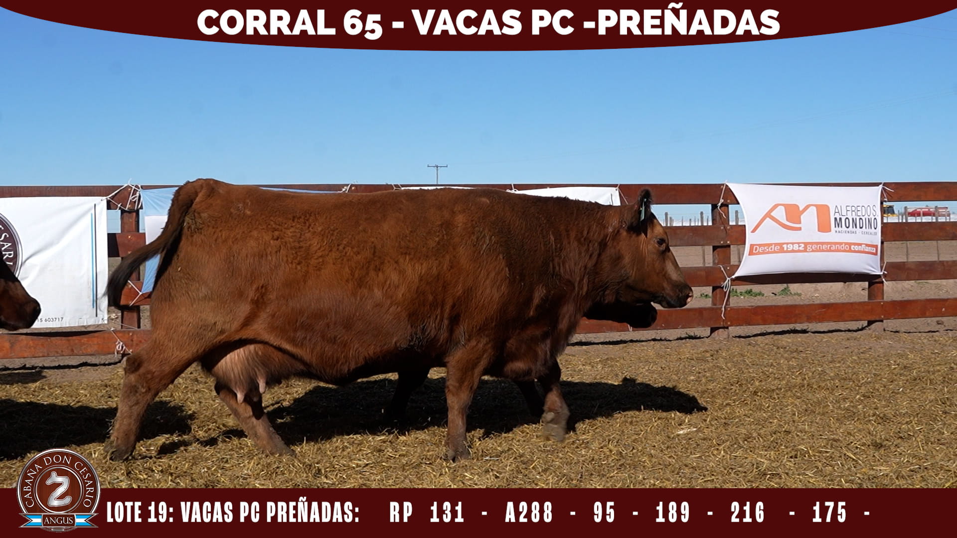 Vacas PC Preñadas · Corral 65 · Lote 19